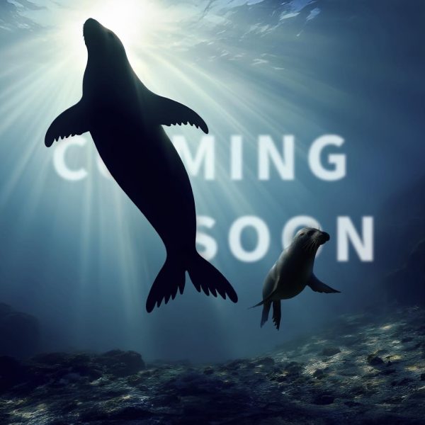 NEW BYD COMING SOON !!